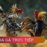 Sân chơi Đá Gà tại 6686 luôn thu hút một lượng lớn cược thủ tham gia