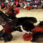 Đá gà 6686bet mang đến cho kê thủ nhiều trải nghiệm tuyệt vời